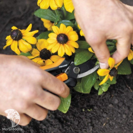  Ножницы для цветов SP14