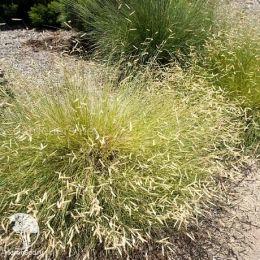 Бутелуа боковая