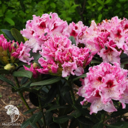 Рододендрон Кролева Ядвига (Роял Баттерфляй)