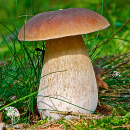 Мицелий Белый гриб Дубовый на зерновом субстрате