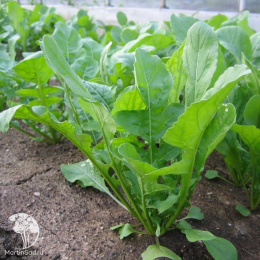 Индау (руккола) Широколистная