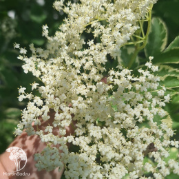 Бузина черная Марион Булл