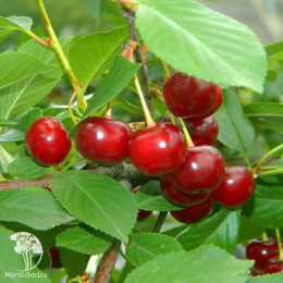 Вишня степная Желанная