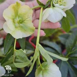 Helleborus Anemone White Морозник Анемона Вайт