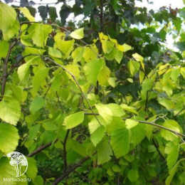 Берёза пушистая Аурея