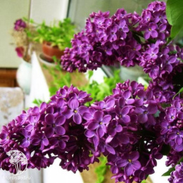 Сирень Маршал Соколовский