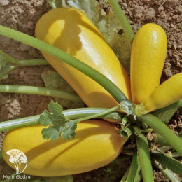 Кабачок Желтоплодный