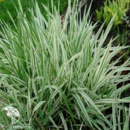 Фалярис тростниковый Элегантиссима