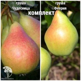 Груша Чудесница + опылитель Груша Феерия