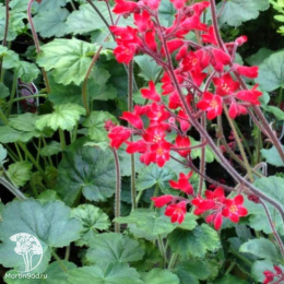 Гейхера кроваво-красная Руби Беллз