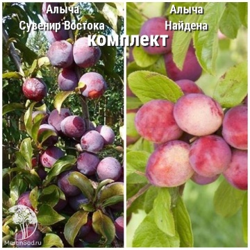Фото Сверхвыгодный комплект! Алыча Сувенир Востока + опылитель Алыча Найдена