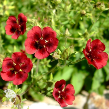 Фото Лапчатка гибридная Монарх Вельвет