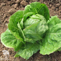 Салат Айсберг кочанный