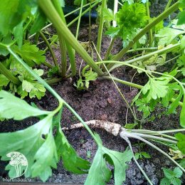 Петрушка корневая Алба