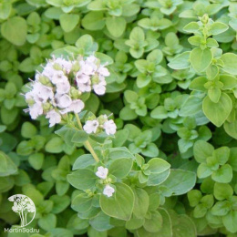 Майоран садовый Букет невесты