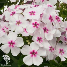 Флокс метельчатый Флэйм Вайт Ай