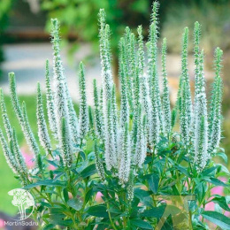 Вероника колосистая Сноу Кэндлс