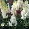 Astilbe arendsii Weisse Gloria Астильба Арендса Вейси Глория фото 1 