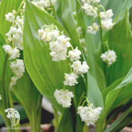  Ландыш майский Пролификанс махровый