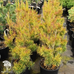 Сосна обыкновенная Аурея Низбет