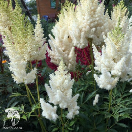 Астильба Арендса Вейси Глория