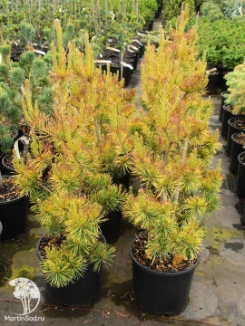 Фото Сосна обыкновенная Аурея Низбет