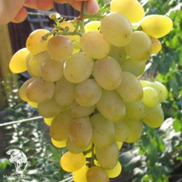 Виноград плодовый Восторг