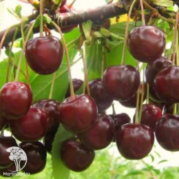 Сверхвыгодный комплект! Вишня Морозовка + опылитель вишня Жуковская (дюк)