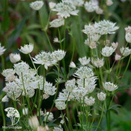 Астранция крупная Альба