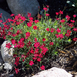 Гвоздика травянка Флэшинг Лайт