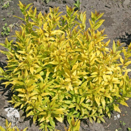 Бирючина обыкновенная Ауреум