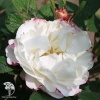 Rose Louise Bugnet Роза Луиза Багнет (4-5 лет, С-20, П/Т8/А/3) фото 1 