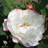 Rose Louise Bugnet Роза Луиза Багнет (4-5 лет, С-20, П/Т8/А/3) фото 1 