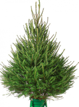 Фото Ель Удмурдская