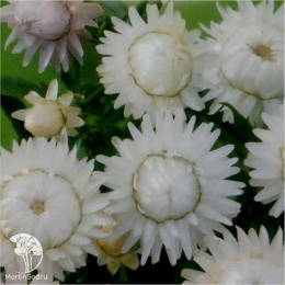Гелихризум Льдинка (белый)