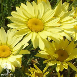 Пупавка гибридная Е.С.Бакстон