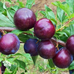 Шарафуга синяя