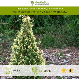 Туя западная Смарагд Вариегата