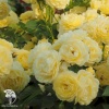 Роза флорибунда Голден Бордер фото 3 