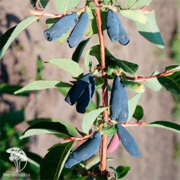 Жимолость съедобная Барышня