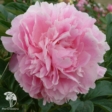 Фото Пион травянистый Диннер Плейт