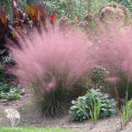 Мюленбергия волосовидная Рози