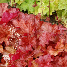 Гейхера Паприка