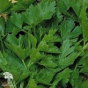 Сельдерей листовой Парус фото 2 