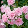 Роза полиантовая Зе Фейри фото 1 
