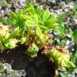  Каштан конский обыкновенный Мунстроза