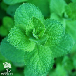 Мята яблочная