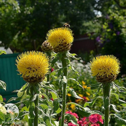 Василёк крупноголовчатый