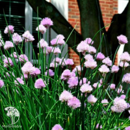 Шнитт-лук Эректа