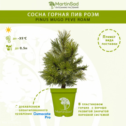 Сосна горная Пив Роэм
